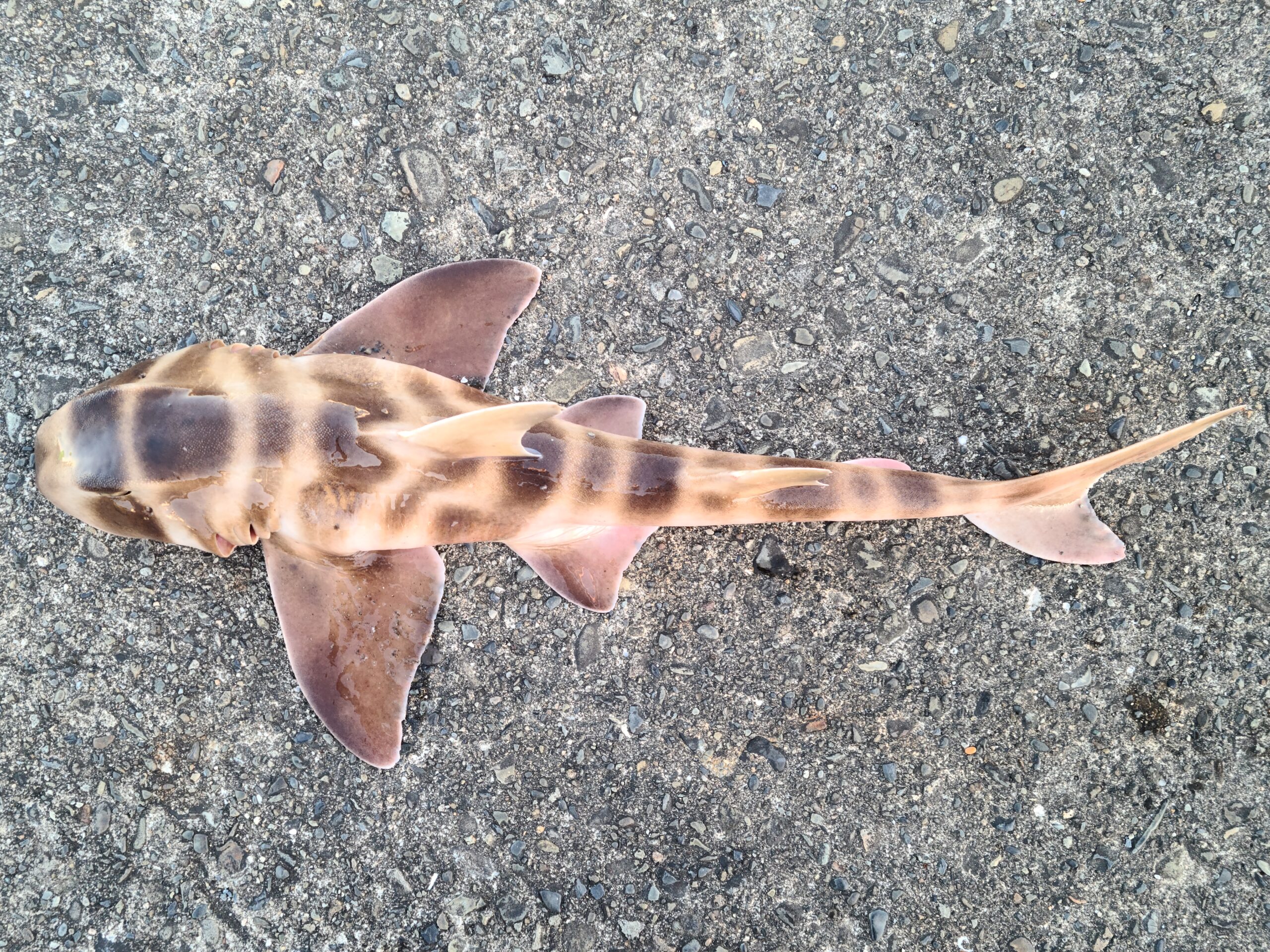 No.63 ネコザメ | 和歌山おかっぱり釣魚録